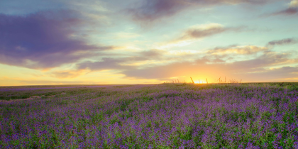 Purple flower field during golden hour