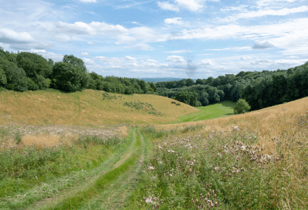 Field at shooting estate in the Cotswolds