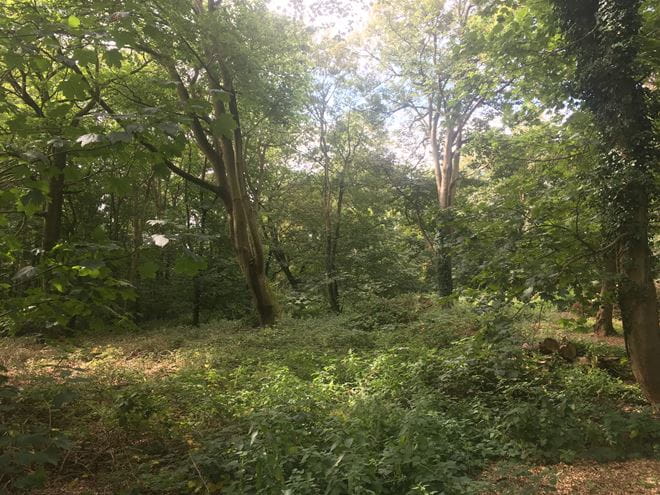 Sale of amenity woodland