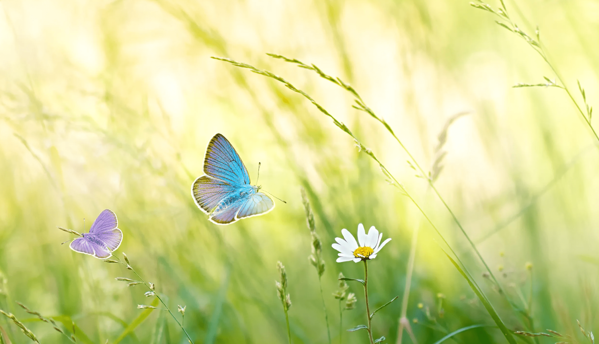 Biodiversity article for Rural View - Aug 21 - Butterflies