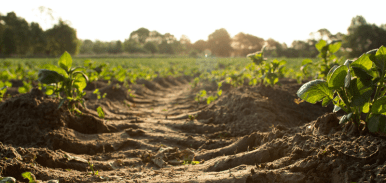 Farming land