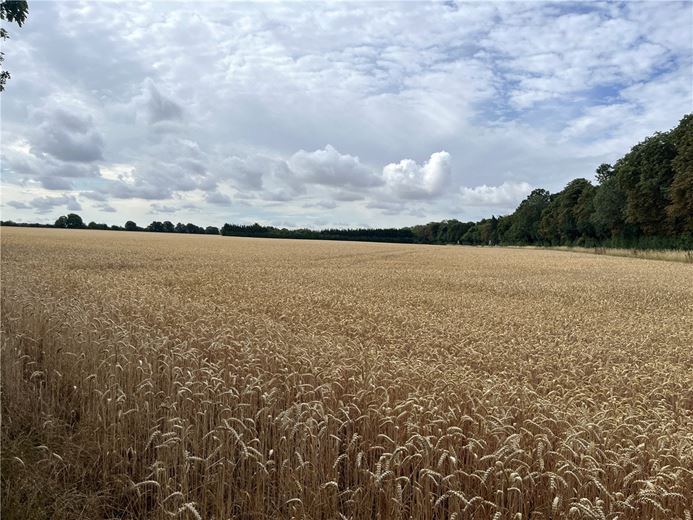53.9 acres Land, Land Lying To The East Of B1061 Road, Dullingham CB8 - Available