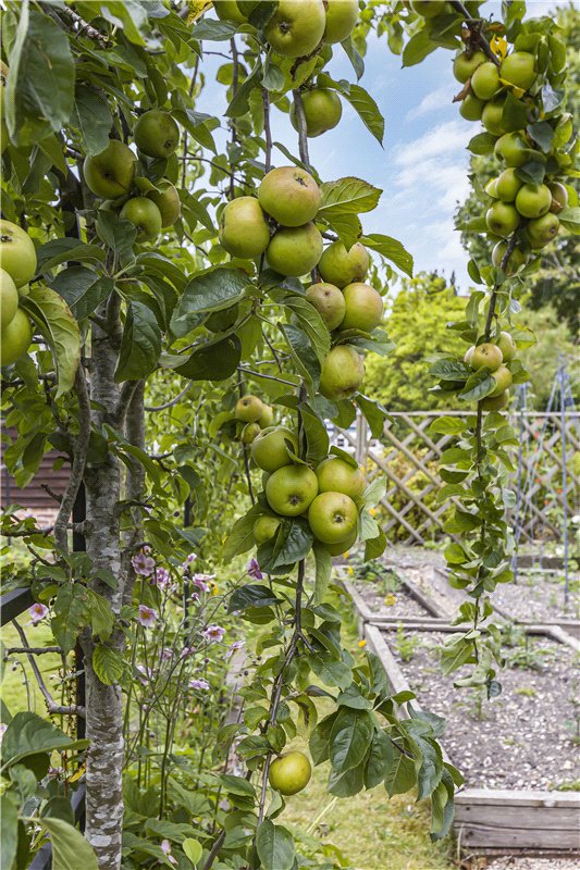 4 bedroom house, The Causeway, Steventon OX13 - Sold