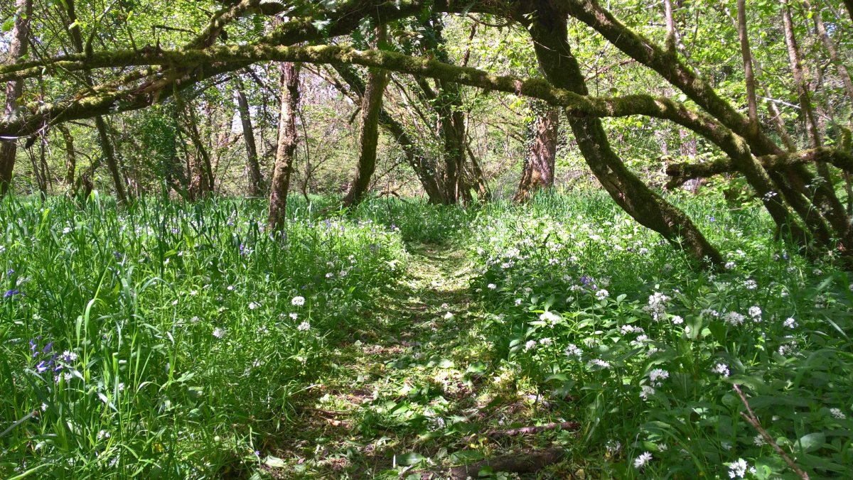 8 bedroom , Buckland Brewer, Bideford EX39 - Available