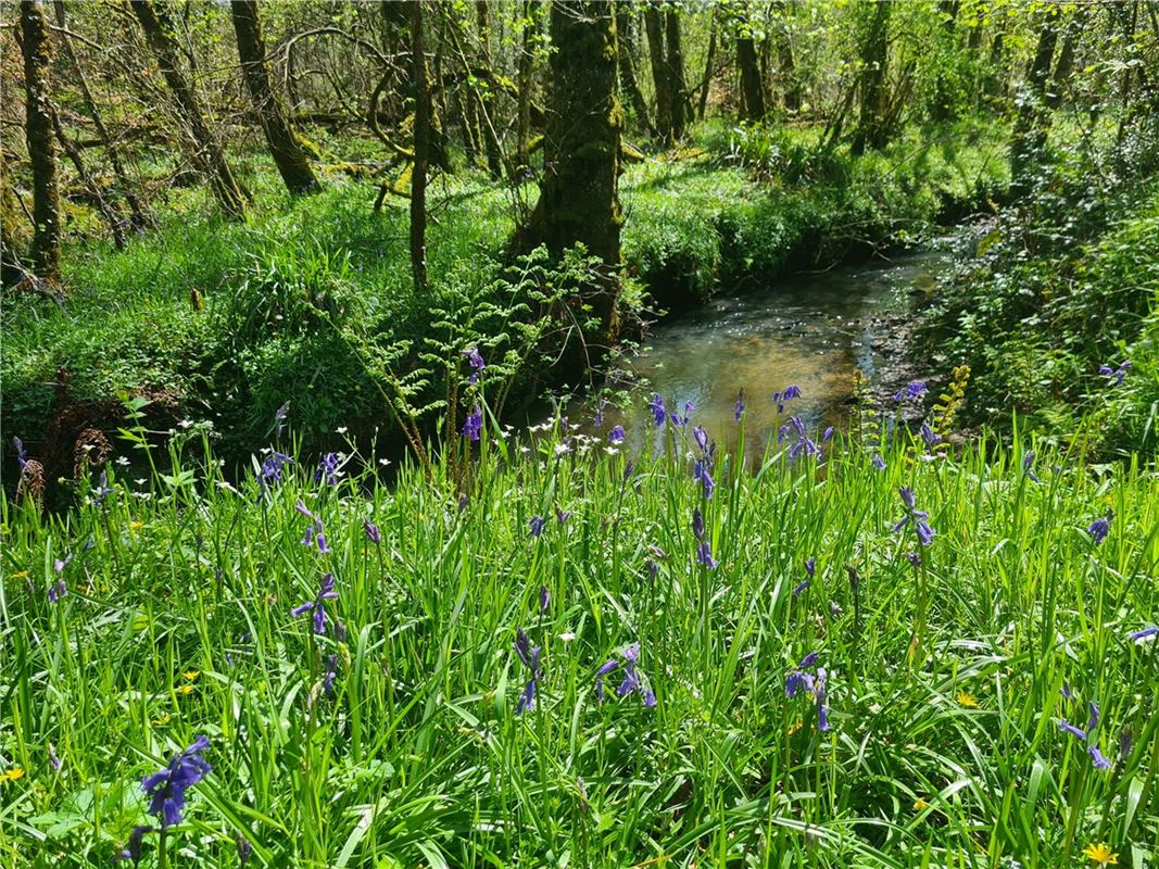 4 bedroom house, Cookbury Court, Cookbury EX22 - Available