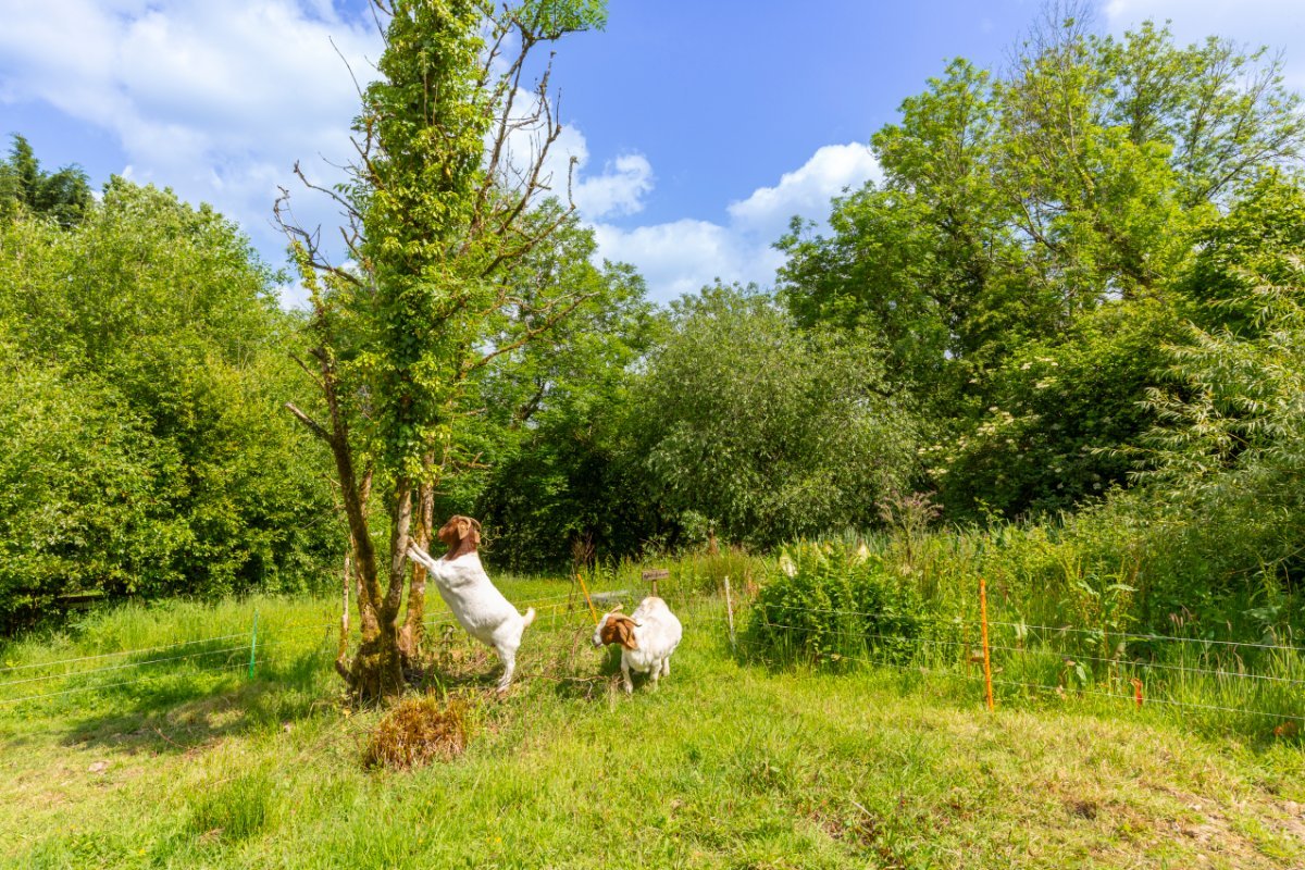 4 bedroom house, Cookbury, Holsworthy EX22 - Available