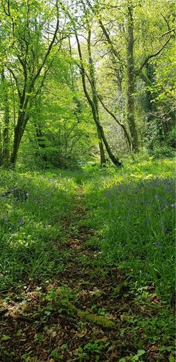 4 bedroom house, Cookbury, Holsworthy EX22 - Available