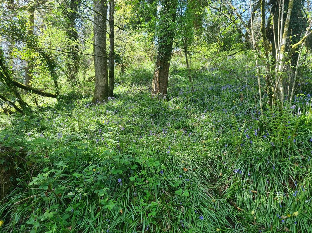 4 bedroom house, Cookbury, Holsworthy EX22 - Available