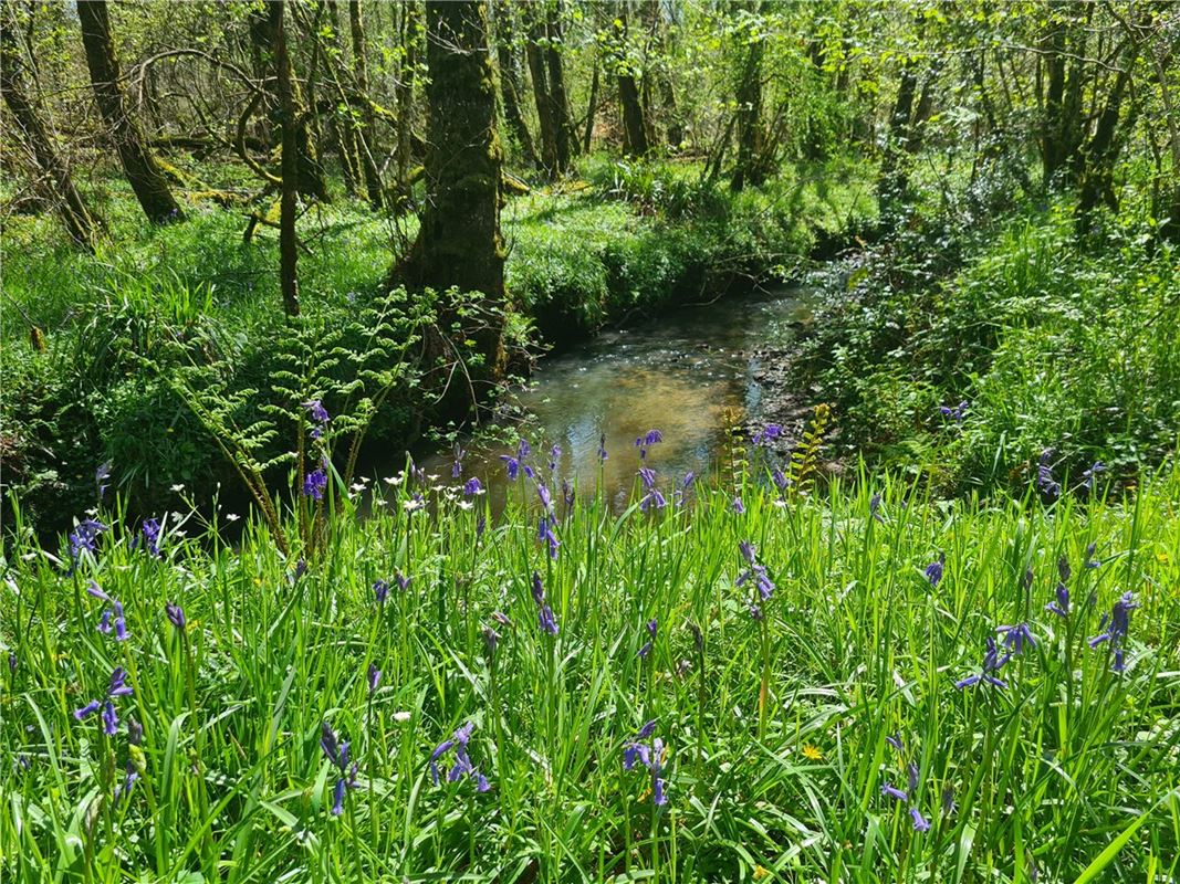 4 bedroom house, Cookbury, Holsworthy EX22 - Available