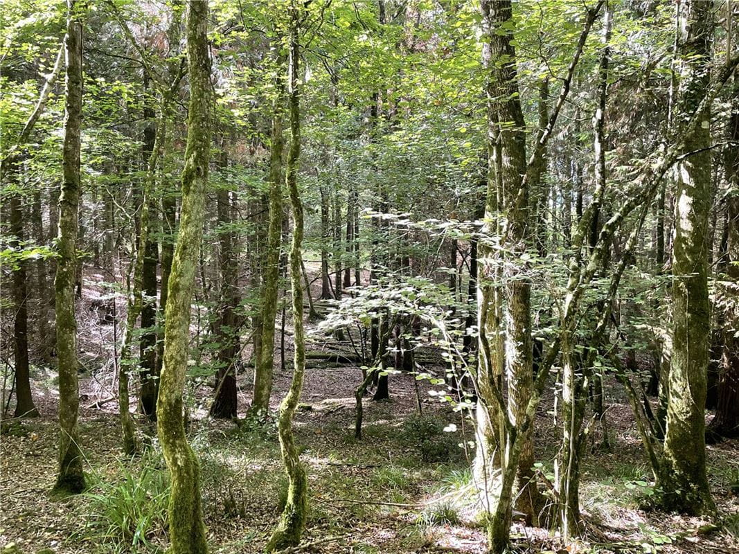 25.5 acres Land, Blake's Copse and Whitford Copse, Corfe TA3 - Available