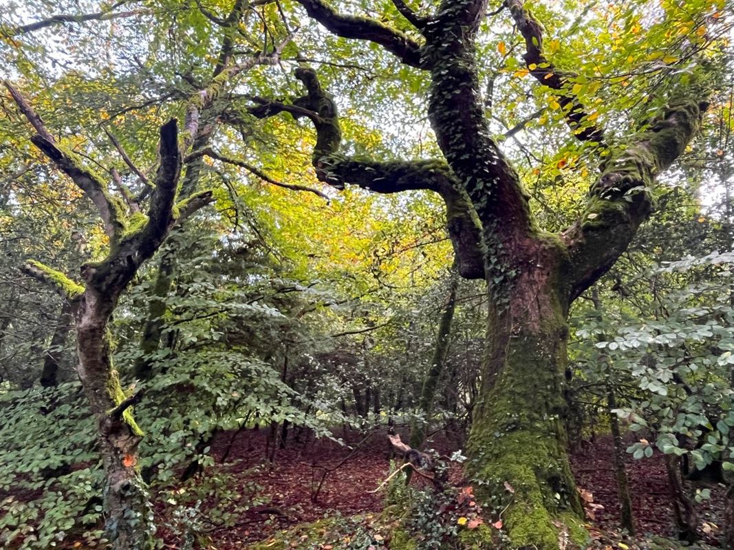 70.7 acres Land, Zelah, Truro TR4 - Sold