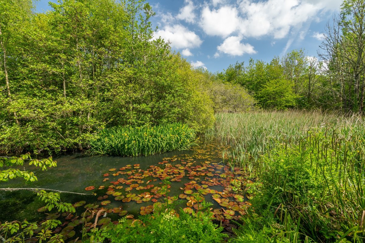 50 acres Farm, Tresamble, Gwennap TR16 - Sold