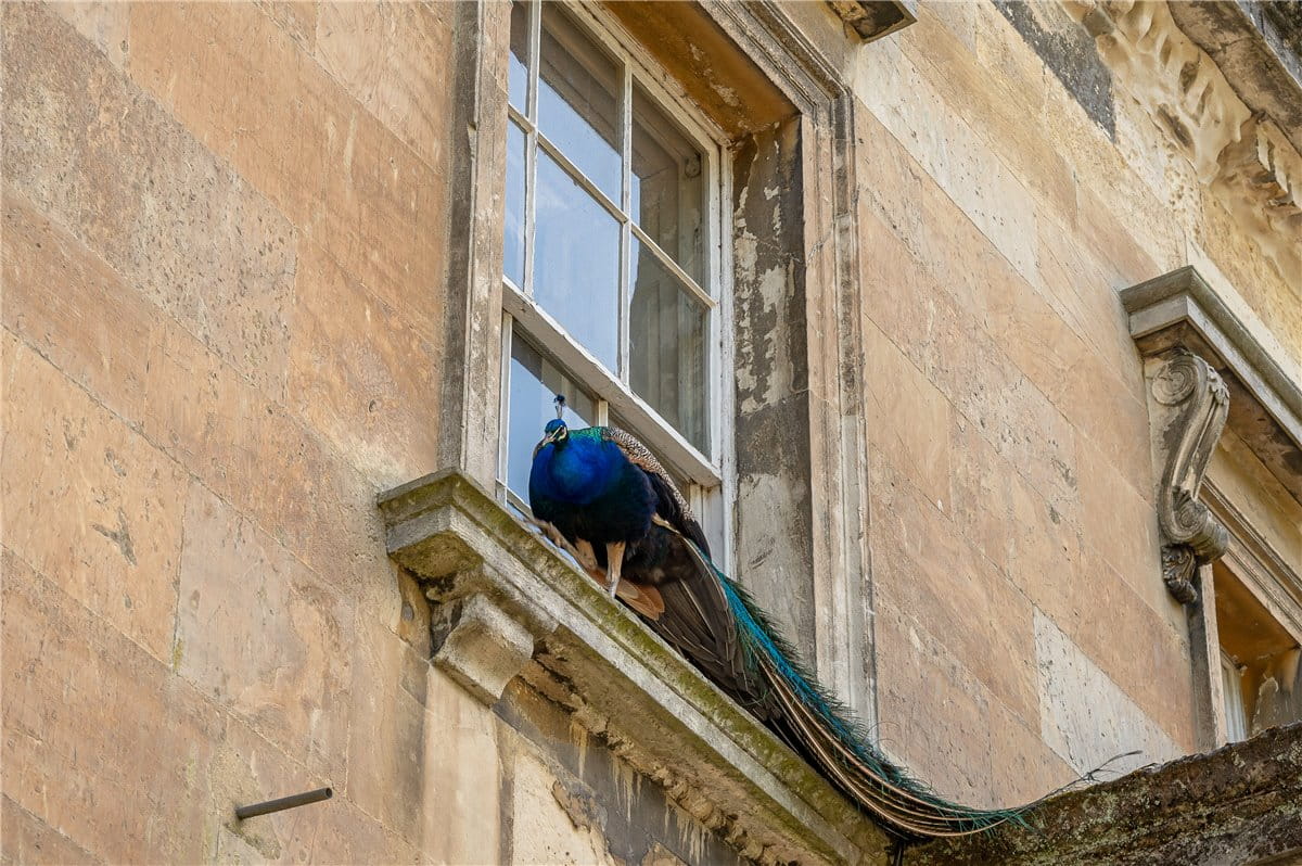 6 bedroom house, Grimston Park, Grimston LS24 - Available