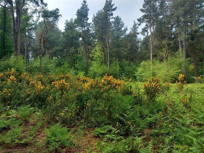  Land, Staintondale Road, Cloughton YO13 - Available